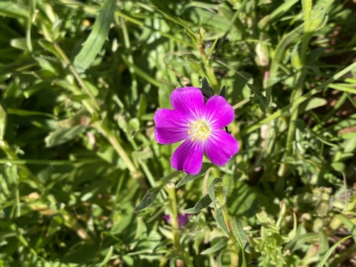 iNaturalist observation photo of redmaids