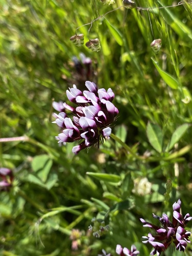 iNaturalist observation photo of white-tipped clover