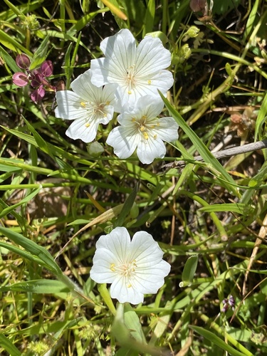 iNaturalist observation photo of Meadowfoams