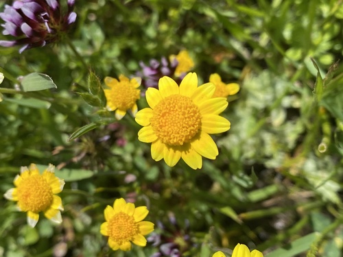iNaturalist observation photo of Fremont's goldfields