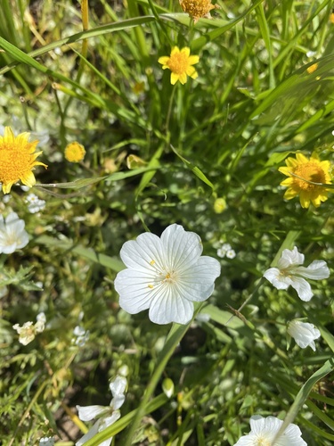 iNaturalist observation photo of Douglas' meadowfoam