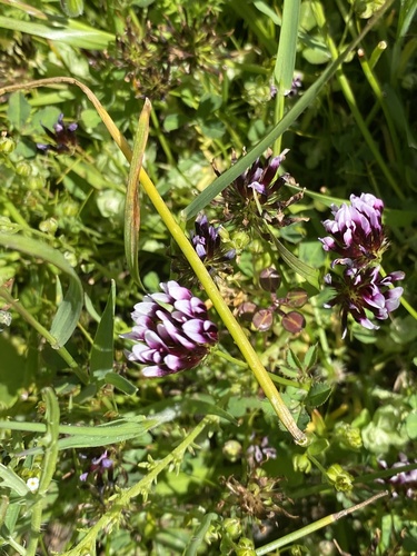 iNaturalist observation photo of white-tipped clover