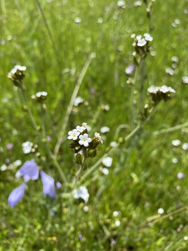 iNaturalist observation photo of Rusty Popcornflower