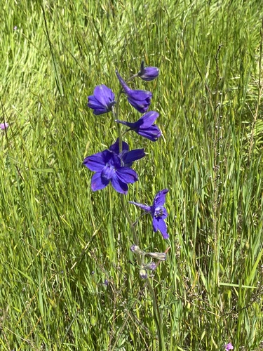 iNaturalist observation photo of royal larkspur