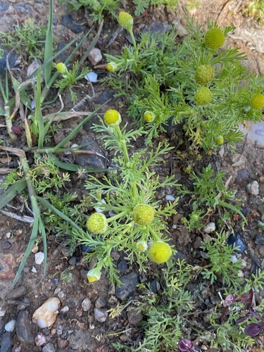 iNaturalist observation photo of pineapple-weed