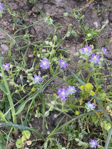 iNaturalist observation photo of Red Sand Spurrey