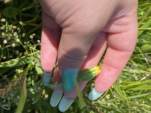 iNaturalist observation photo of tarweeds, silverswords, and allies