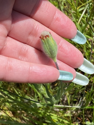 iNaturalist observation photo of Blow Wives