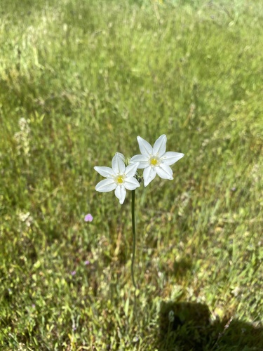 iNaturalist observation photo of white brodiaea