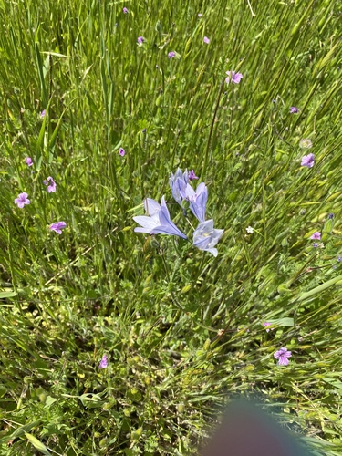 iNaturalist observation photo of Ithuriel's Spear