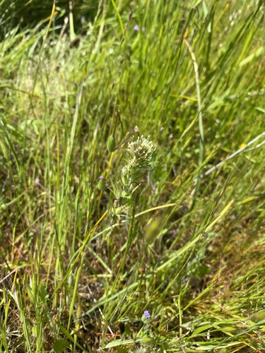 iNaturalist observation photo of valley tassels