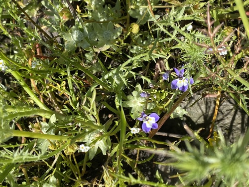 iNaturalist observation photo of Doublehorn Calicoflower