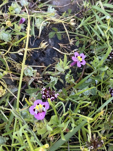 iNaturalist observation photo of tricolor monkeyflower