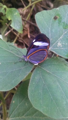 Oleria victorine