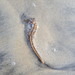 Observation photo
