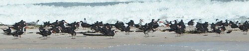 African Skimmer