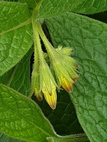 Tuberous Comfrey