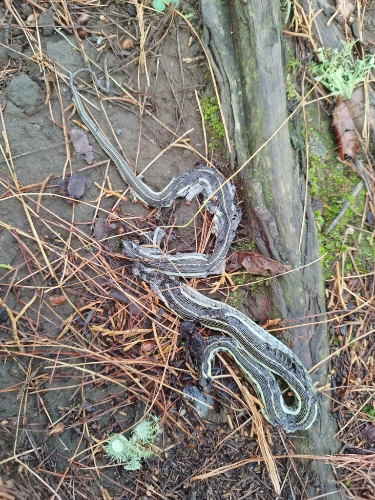 Yellow-throated Garter Snake from M29R+J2, 60276 Tupukatiro, Michoacán ...