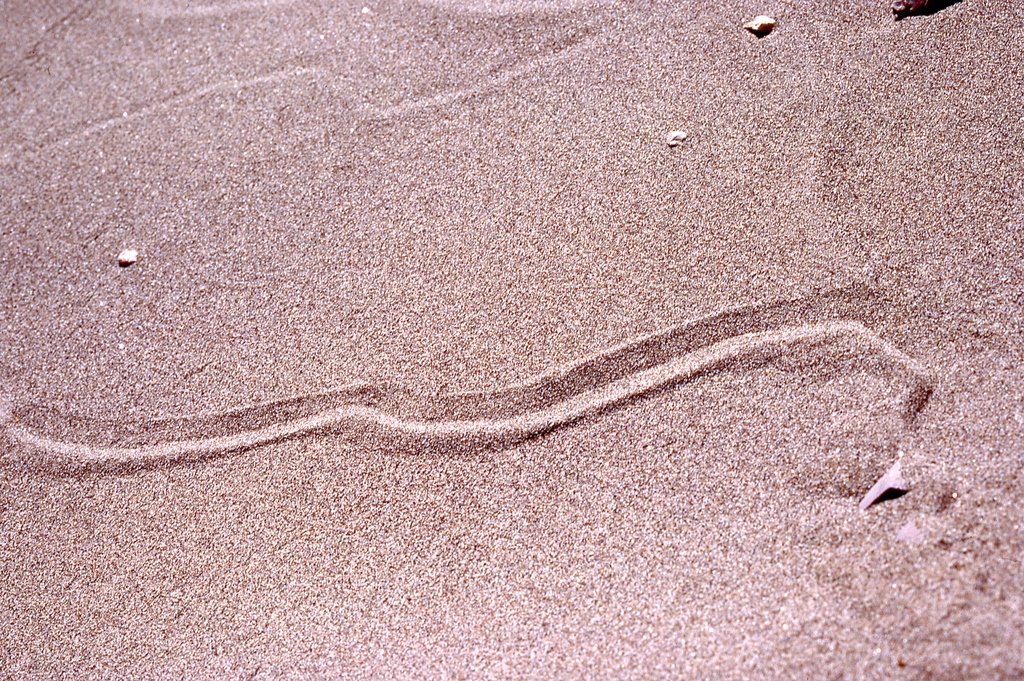 Snakes from Boquillas Cayon, Brewster County, TX, USA on September 19 ...