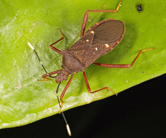 Leptoscelis quadrisignatus image