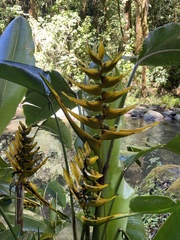 Heliconia lankesteri image