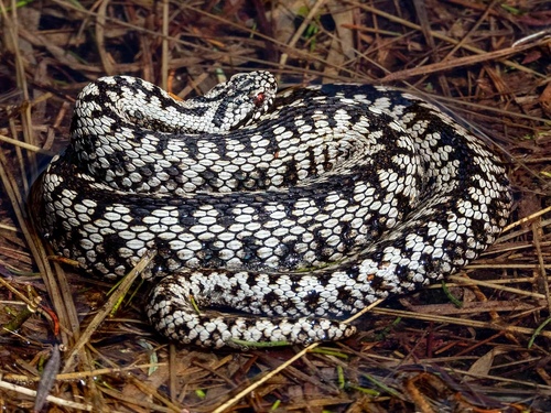 Adder