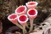 Microstoma macrosporum - Photo (c) Minae Oki, all rights reserved, uploaded by Minae Oki