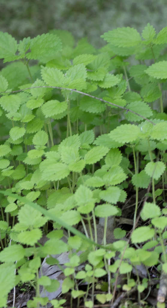 Western Nettle From Contra Costa County, Ca, Usa On April 11, 2024 At 