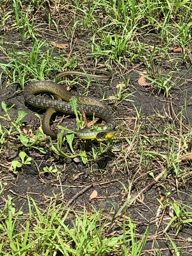 Common Tree Snake sighting