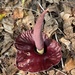 Amorphophallus henryi - Photo (c) 柯耀源, all rights reserved, uploaded by 柯耀源