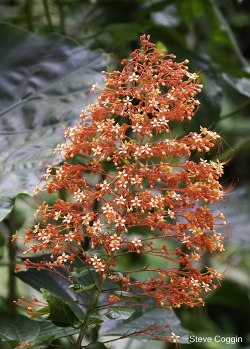 Clerodendrum image