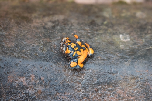 Large-webbed Bell Toad