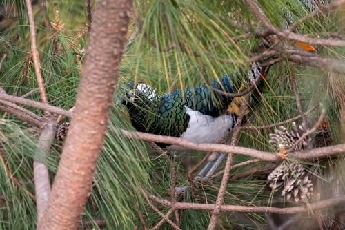 Lady Amherst's Pheasant