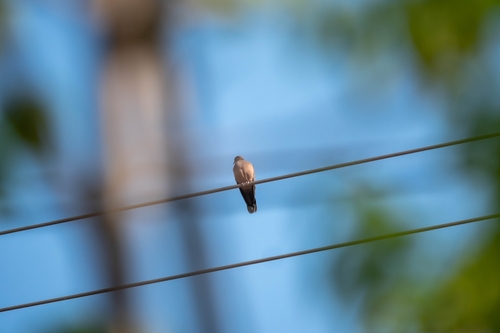 Oriental Turtle-Dove