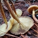 Rhodocollybia turpis - Photo (c) YeferA.S., all rights reserved, uploaded by YeferA.S.