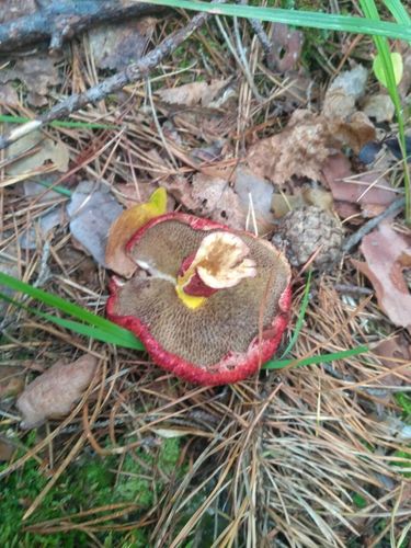 Suillus asiaticus