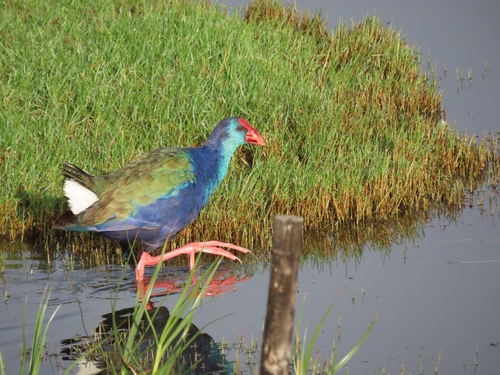 African Swamphen
