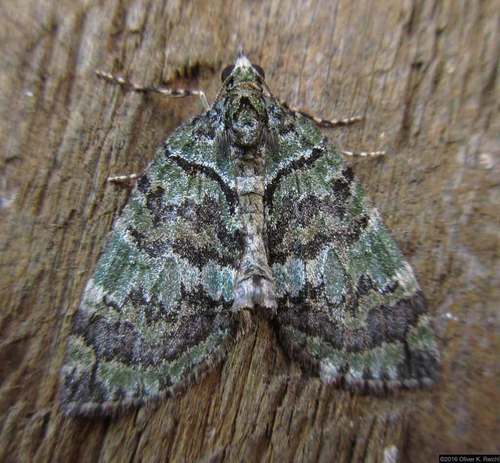 Transfigured Hydriomena Moth