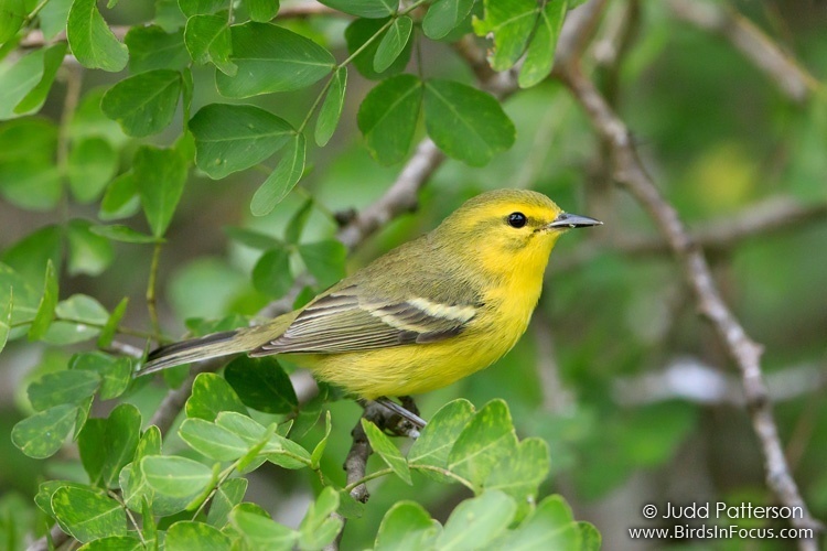Vitelline Warbler photo