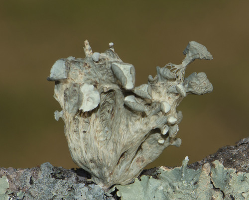 Fan Ramalina