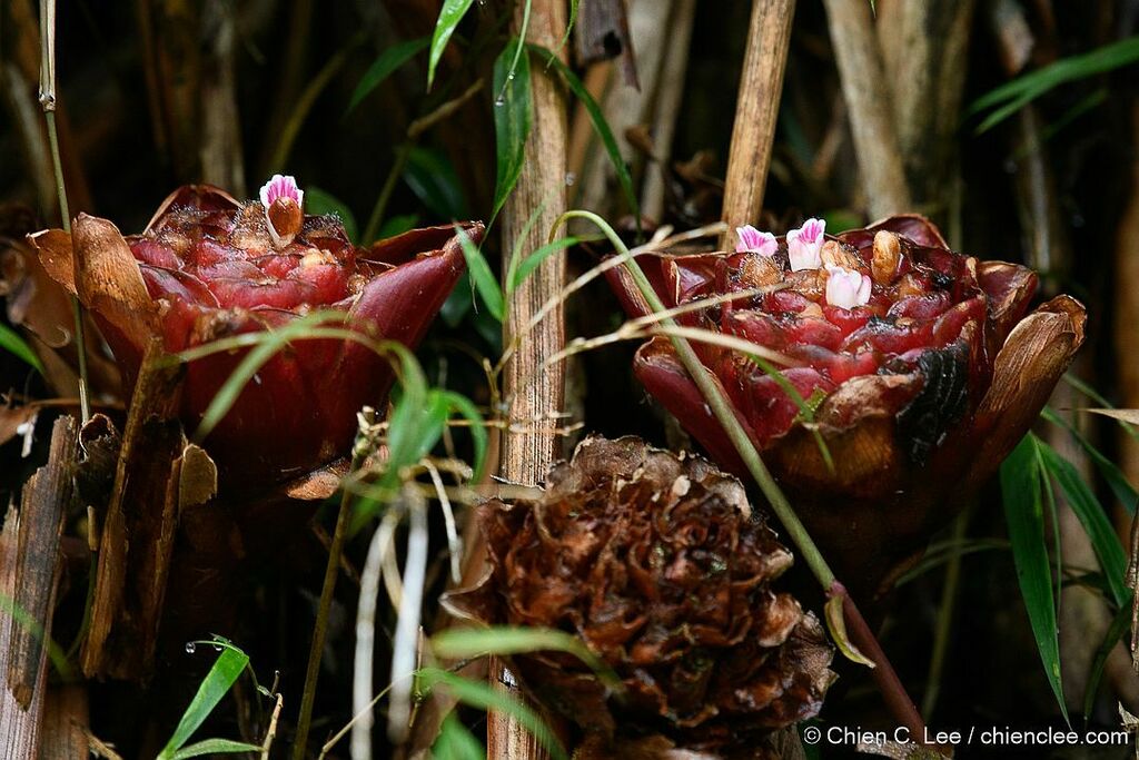 Alpinia abundiflora
