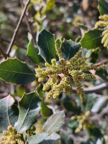 Quercus × eborense