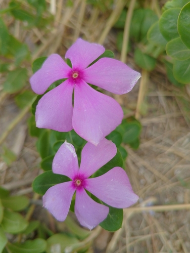 Madagascar Periwinkle