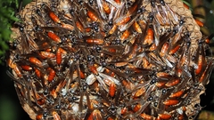 Apoica thoracica image