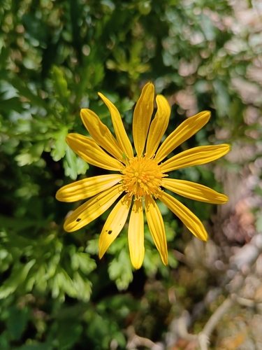 Paris Daisy