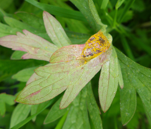 Geranium Rust