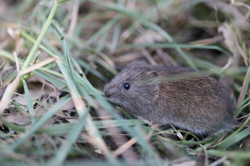 Portuguese Field Vole (Microtus rozianus) — Least Concern Mammalia