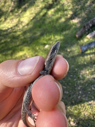 iNaturalist observation photo of California Alligator Lizard