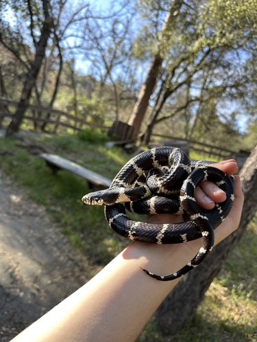 iNaturalist observation photo of California King Snake