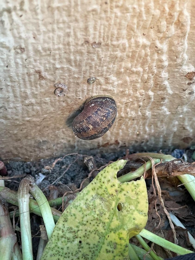 Garden Snail from Valles S/N 3a. Etapa del Río, Río Tijuana 3a. Etapa ...